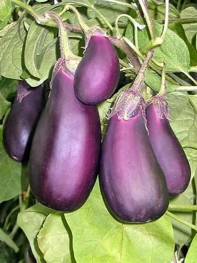 Баклажан Робин Гуд: компактный куст и неизменно щедрый урожай