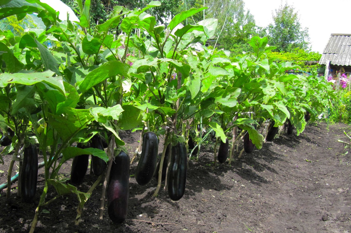 Баклажан Робин Гуд: компактный куст и неизменно щедрый урожай