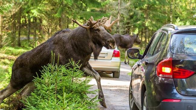 За 9 месяцев 2025 года зарегистрировано более 3 тыс. фактов ДТП с дикими животными, в результате которых было травмировано около 50 человек. Но за этот период за возмещением вреда в Белорусское бюро по транспортному страхованию обратилось только четверо потерпевших