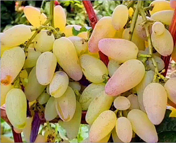 Виноград Кураж - еще один красавчик из коллекции С.Э. Гусева