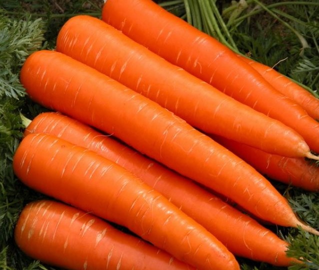 Обзор 5 лучших сортов моркови для длительного хранения