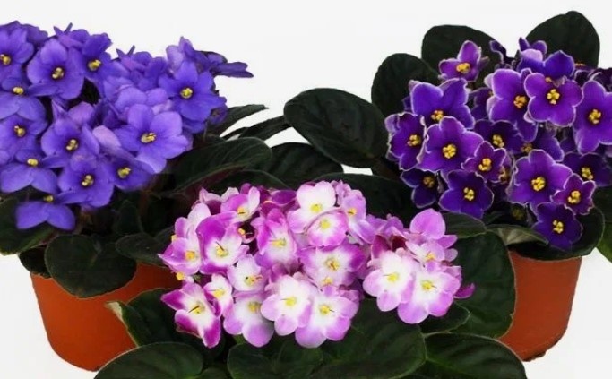 Узамбарская фиалка (Сенполия): уход в домашних условиях для начинающих и опытных