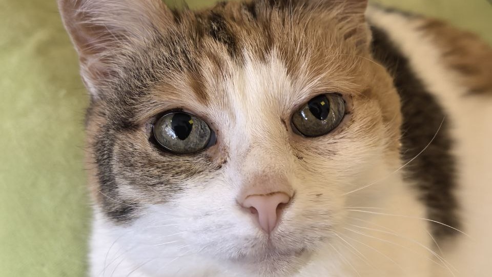 Не бойтесь брать особых кошек