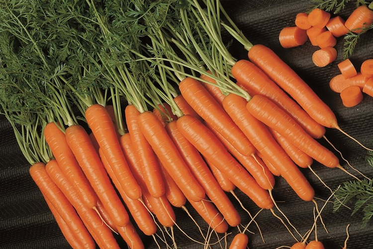 Морковь Самсон: европейский фаворит для любителей сочной сладости