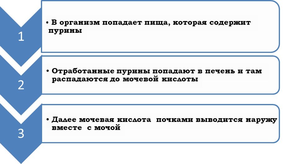 Механизм цикла пуринов