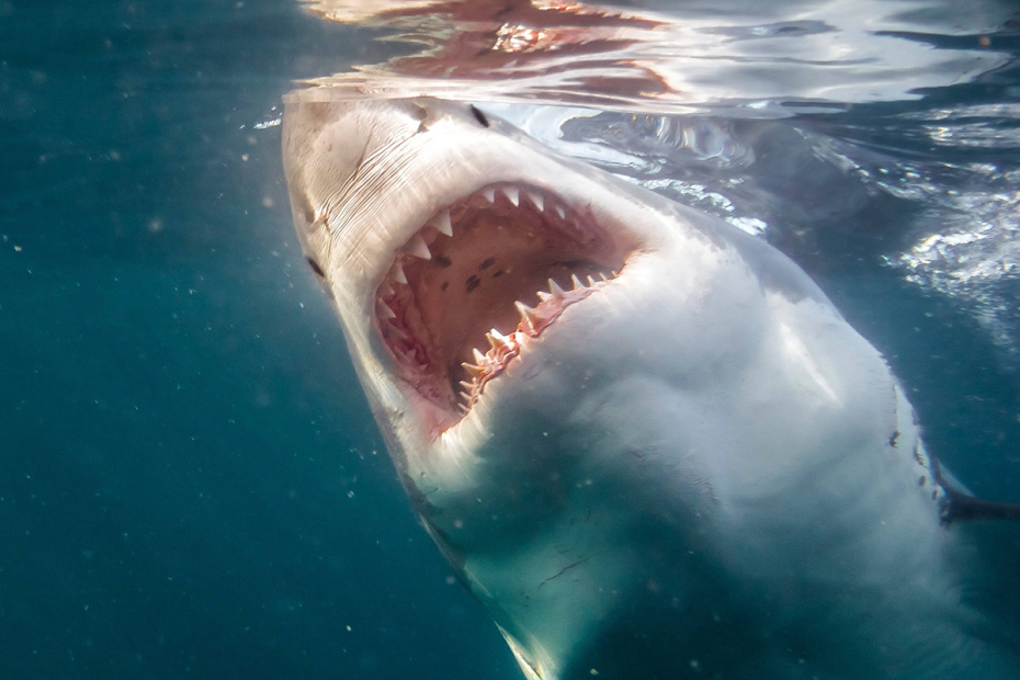    AGAMI/V. Legrand/imago-images/Global Look Press