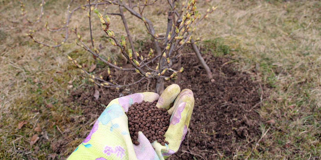 Чем подкормить крыжовник, клубнику и смородину после схода снега