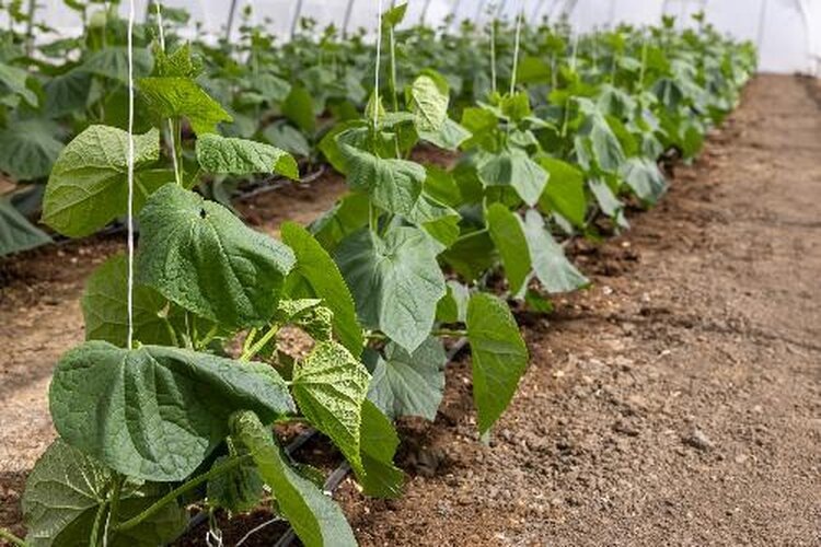    Фото: Комитет сельского хозяйства Волгоградской области