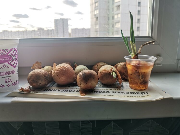    Фото: Лукьянов Дмитрий, AgroXXI.ru