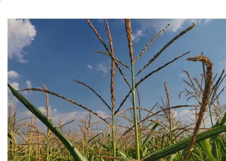    Фото: Лукьянов Дмитрий, AgroXXI.ru