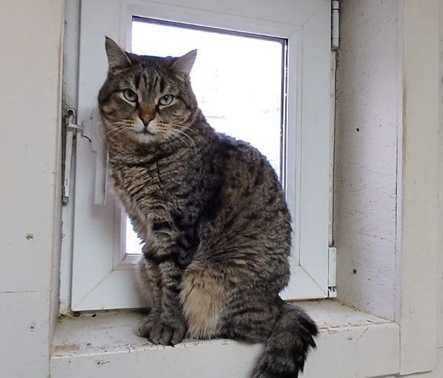 Чем занять котика, пока вас нет дома: простые идеи