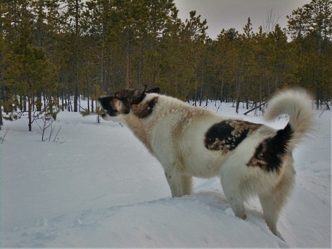 Фотографии Татьяны Немшановой разных лет. Лайка Западной Сибири ХМАО Югра, лес северный таёжный. Снега осени Сибири ХМАО Югра. Таёжная жизнь.