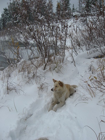 Фотографии Татьяны Немшановой разных лет. Осень таёжная. Крайний Север Западная Сибирь Приполярный Урал Зауралье ХМАО Югра. Река Манья. Ледостав. Снега осени. Лайка Западной Сибири ХМАО Югра. Лес северный таёжный осенний. Таёжная жизнь.
