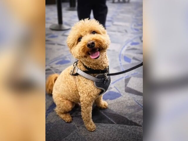    Фото: nypost.com/LVMPD