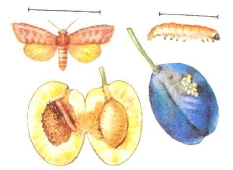 Сливовая плодожорка