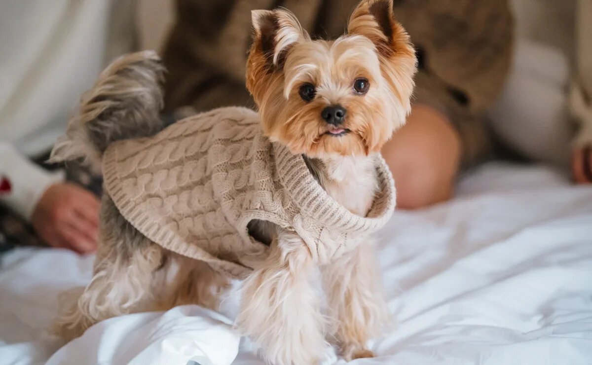    Как заселиться в гостиницу в Сочи с питомцем