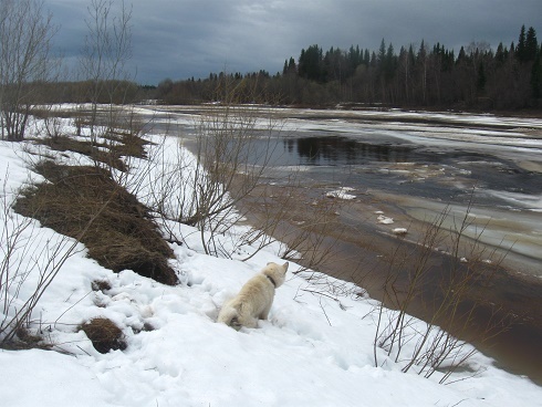 Фотографии Татьяны Немшановой разных лет. Западно-сибирская лайка. Тайга Крайнего Севера Западной Сибири, ХМАО Югра, Зауралье, Приполярный Урал, Таёжное редколесье. Таёжная река.