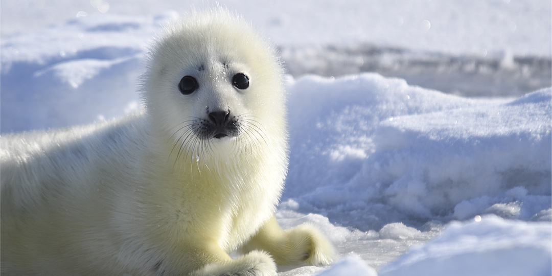 «На грани выживания»: эксперт рассказала о морских млекопитающих, которым труднее всего в российских водах