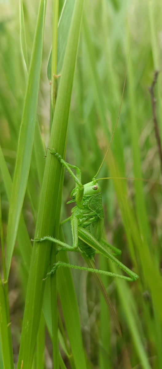 Кузнечик в моем саду, вынужденный переехать с огорода после обработки гербицидами. (С) Мастерская Молния