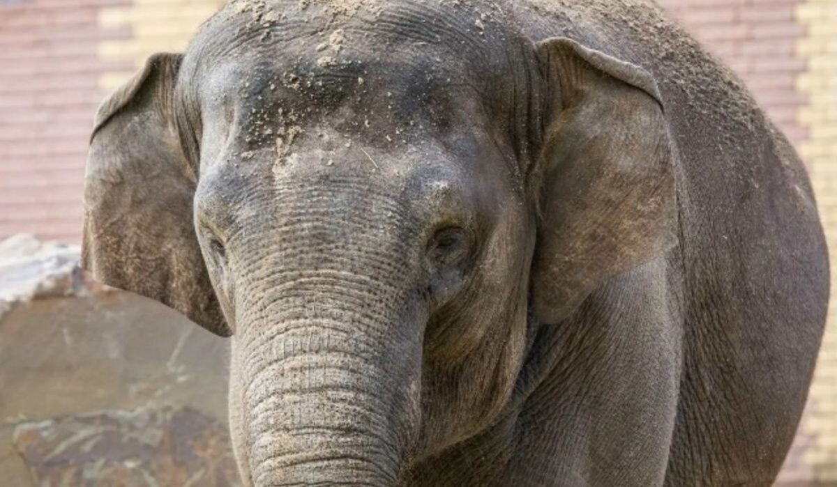     Слон. Источник: vk.com Автор фото: Группа в ВК "Ростовский-на-Дону зоопарк"