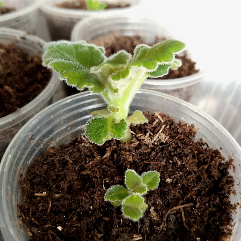 Первая глоксиния проснувшаяся не вовремя