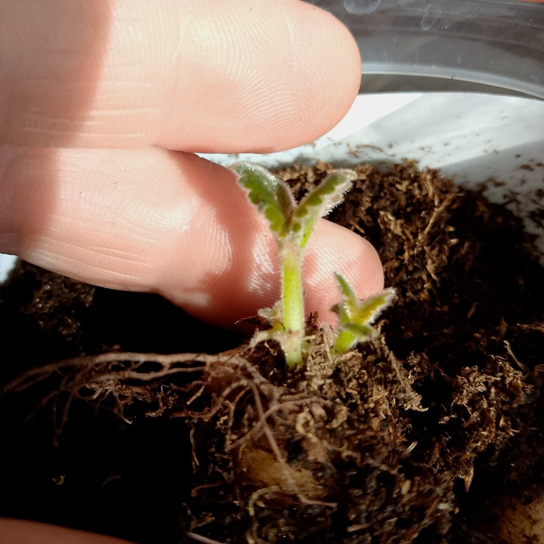 Два стебля у маленьких клубней не оставляю