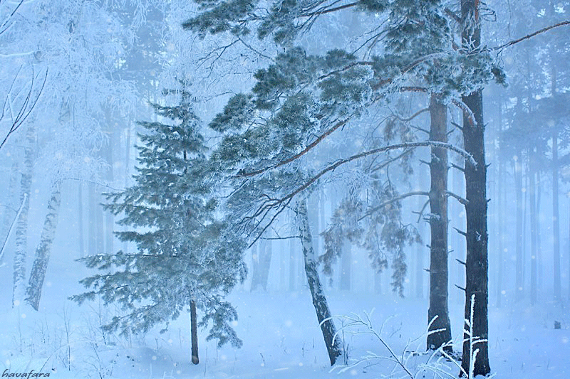 Метель в лесу (из открытого источника Яндекс).