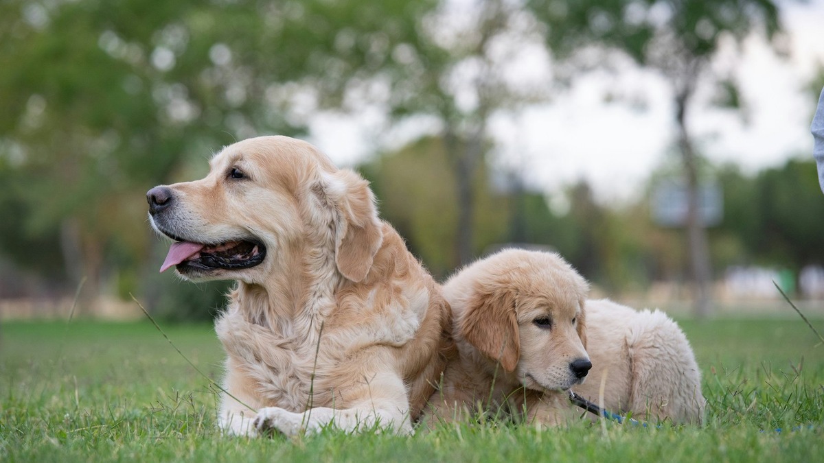    В группу ретриверов входят шесть пород, и у каждой допустимы свои особые окрасы
