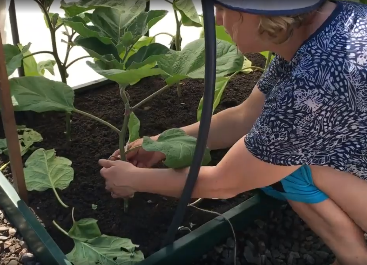 Высадга в грунт, притенение, подвязка и пасынкование - залог хорошего урожая. Это та самая рассада, которую я в мае уже в грунт высадила.