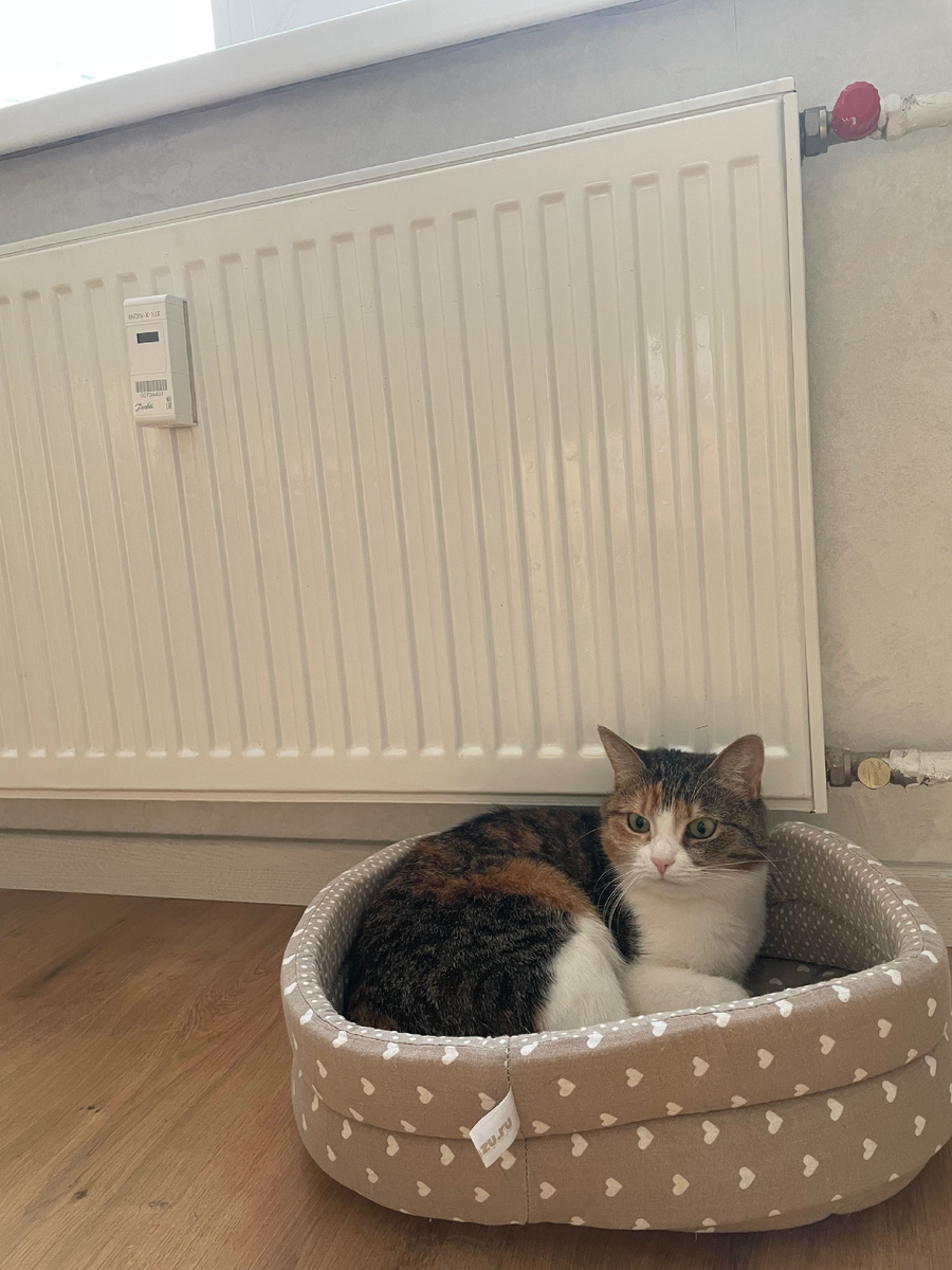 Кошке положила лежанку прямо под батарею, чтобы тепло спать было. Она там лежит все время теперь.