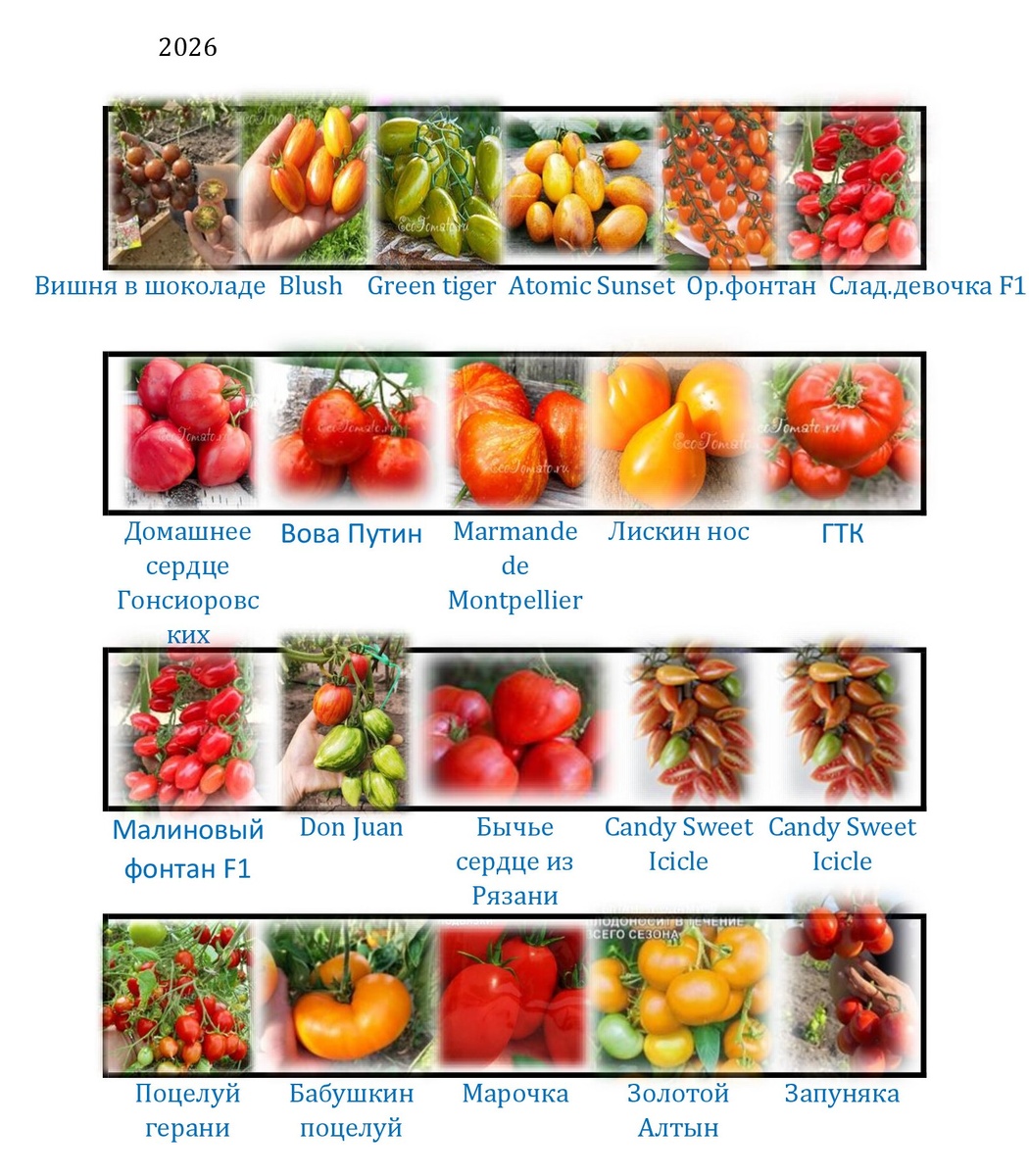 На четырехметровых грядках будут вольготно расти по 5-6 кустов.