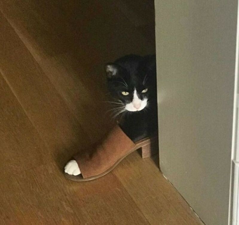    15 фотографий кошек, чье странное поведение мгновенно поднимет настроение