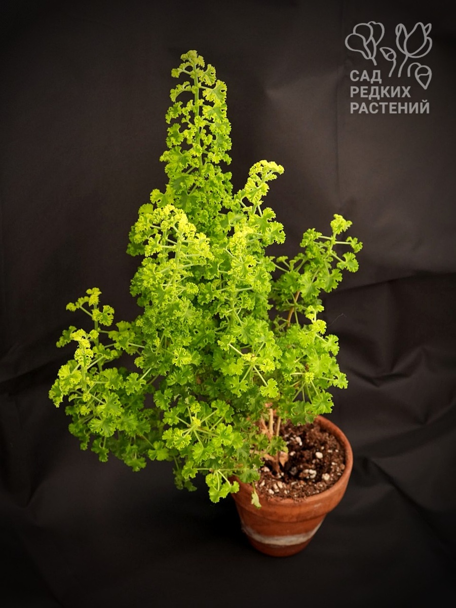 Пеларгония Cy's Sunburst