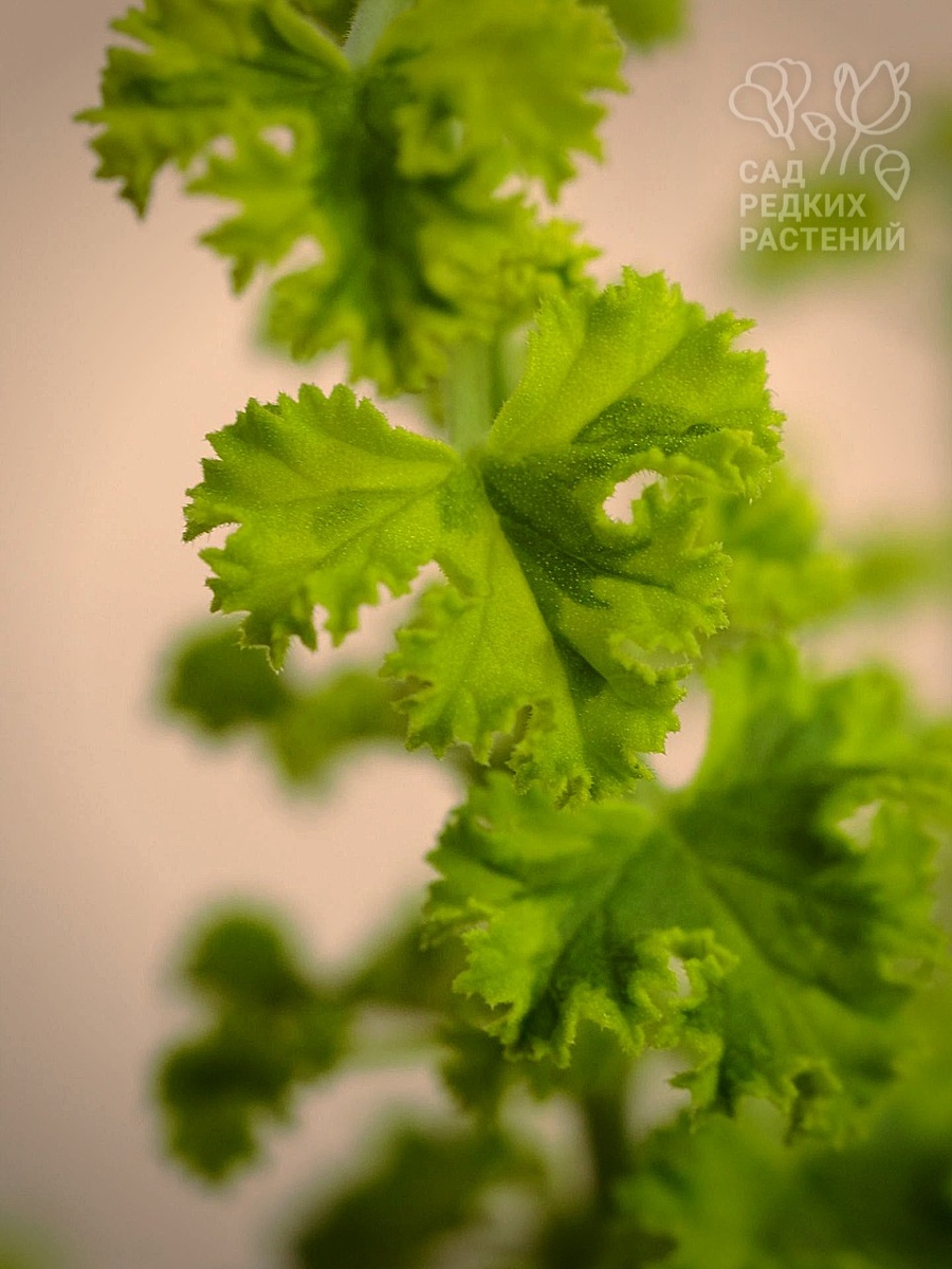 Пеларгония Cy's Sunburst