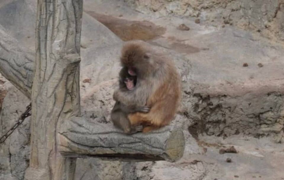    Самая одинокая обезьянка в мире нашла себе друга. Источник: Соцсети
