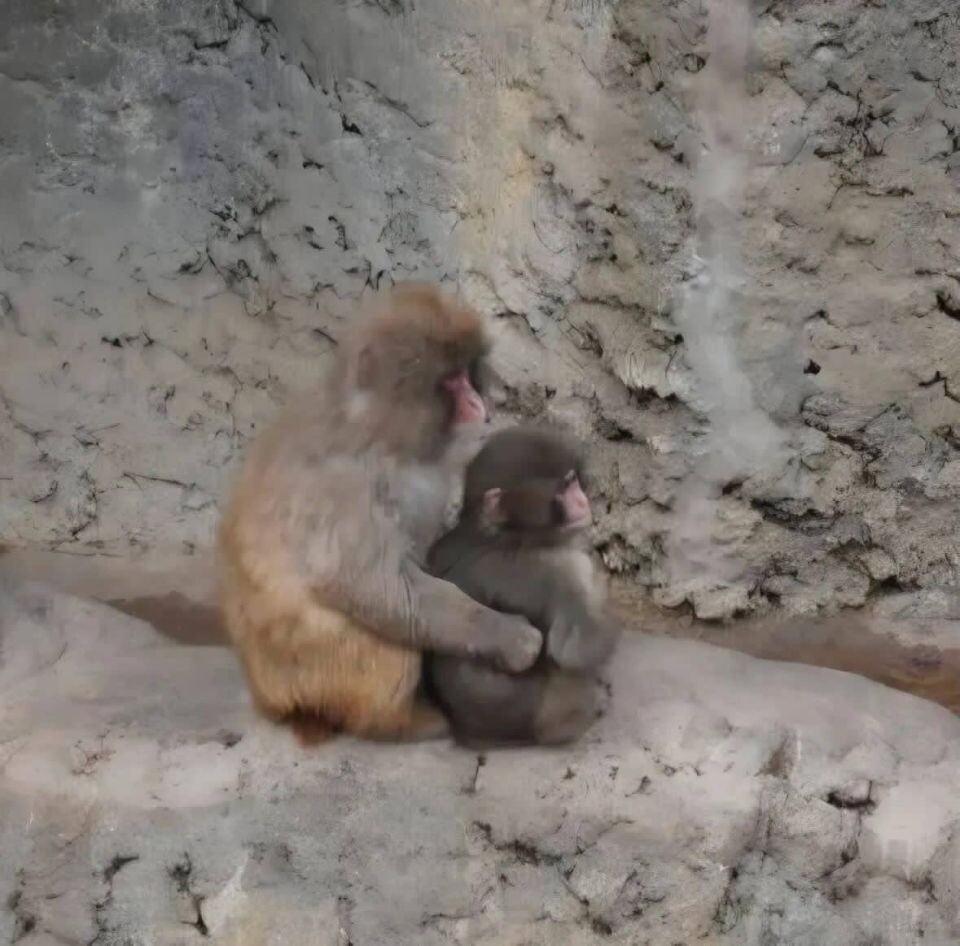    Самая одинокая обезьянка в мире нашла себе друга. Источник: Соцсети