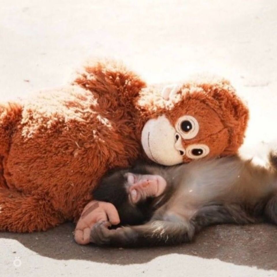    Шестимесячную макаку Панча из японского зоопарка прозвали самой одинокой обезьянкой в мире. Источник: Соцсети