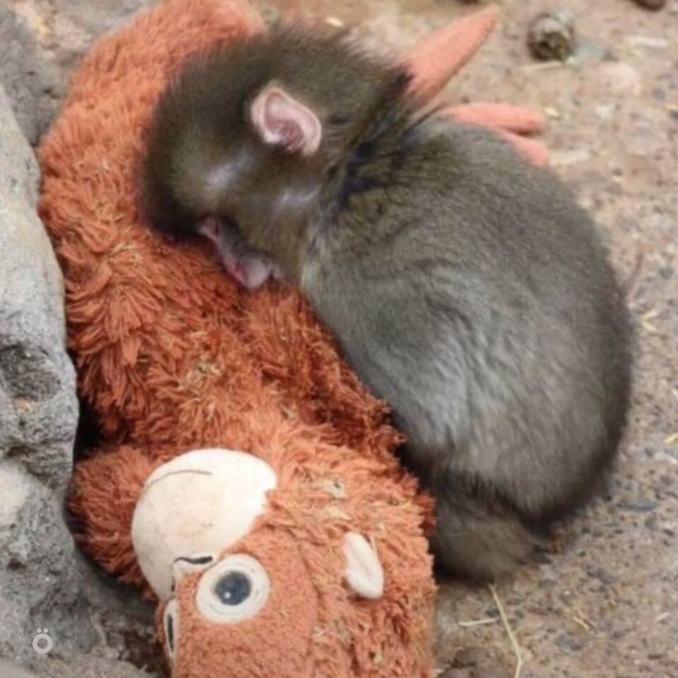    Шестимесячную макаку Панча из японского зоопарка прозвали самой одинокой обезьянкой в мире. Источник: Соцсети