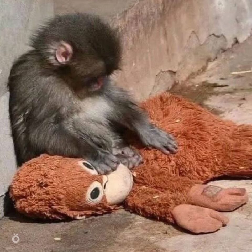    Шестимесячную макаку Панча из японского зоопарка прозвали самой одинокой обезьянкой в мире. Источник: Соцсети