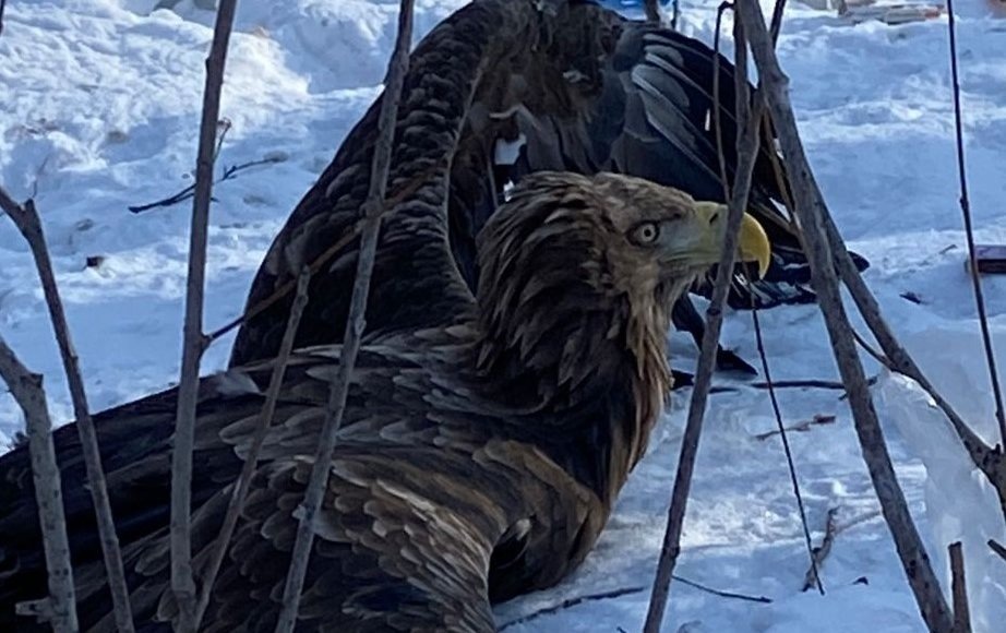    Фото: Росприроднадзор