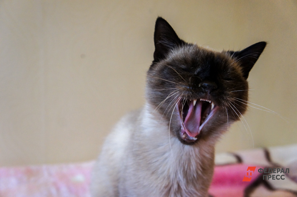 Фото: Как в Волгу глядели / ФедералПресс