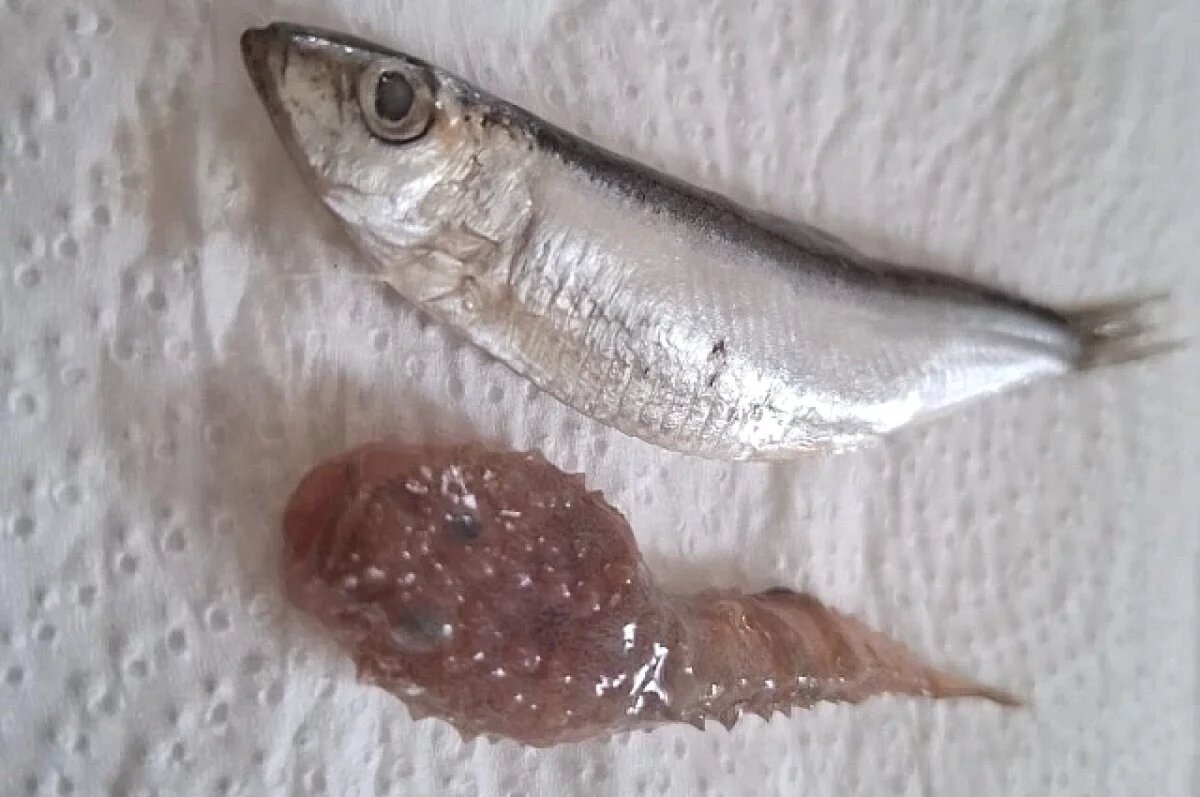    Волгоградка обнаружила необычное существо в купленной на развес кильке