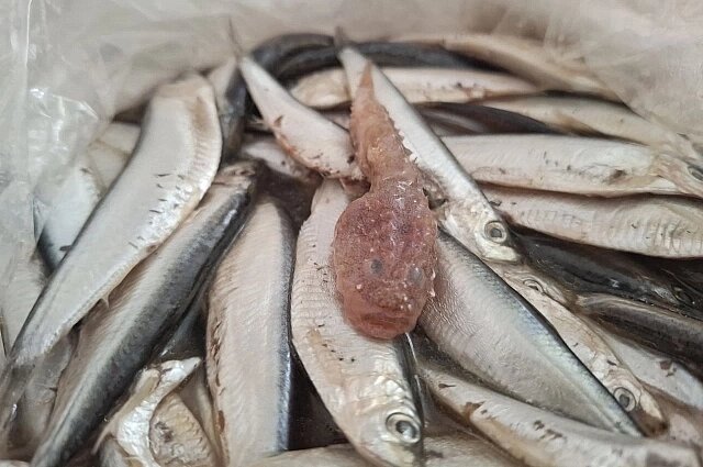    Фото: Telegram./ Волгоград с огоньком