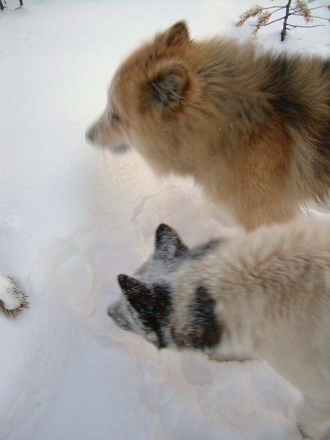 Фотографии Татьяны Немшановой разных лет. Лайки севера России Дружок и Бим. Снега осени. Крайний Север, Западная Сибирь, Приполярный Урал, Зауралье, Тайга Крайнего Севера ХМАО Югра.