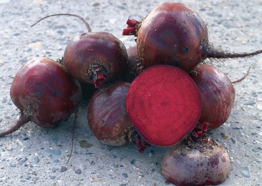 Свёкла Бордо 237: эталон для борща и погреба