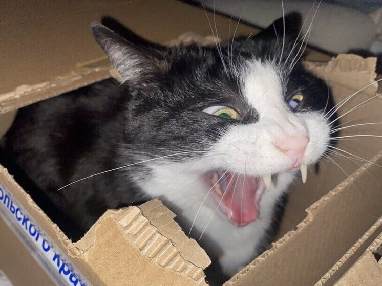     А если питомец случайно выскочит в подъезд, риск вырастает многократно. Фото из архива "МК в Питере"