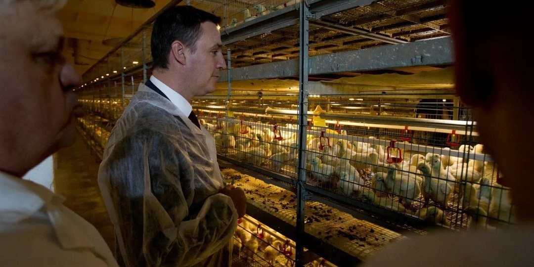 Россия увеличила импорт курятины из Китая, хотя свою девать некуда. Что происходит?