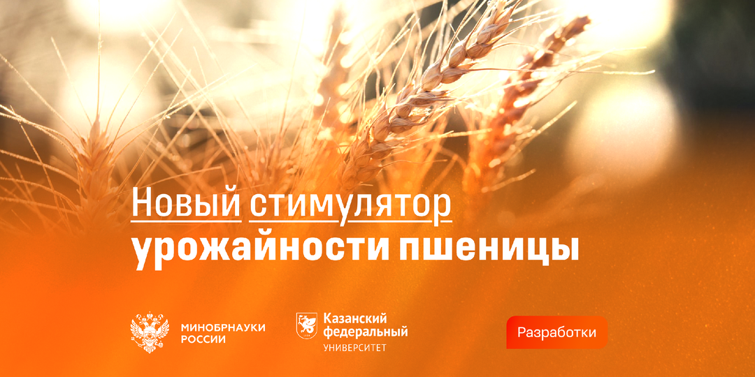 Ученые создали препарат для повышения урожайности пшеницы