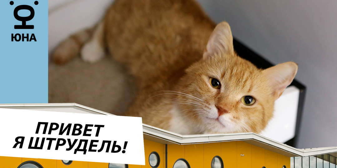 Привет, меня зовут Штрудель! Мне 2 года 1 месяц!