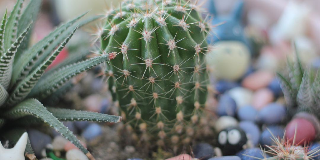 История про кактус, который утонул, а потом дал 30 кактусят (и что мне теперь с ними делать)